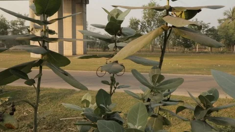 Boy on bicycle Stock Footage 128998054