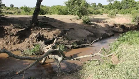 Boy in Black Crossing Fallen Tree in African Stream Stock Footage 10719631