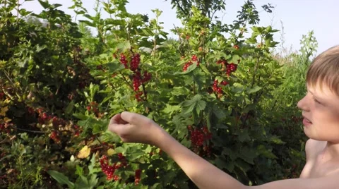 Boy-blond eats currant. 스톡 동영상 64415508