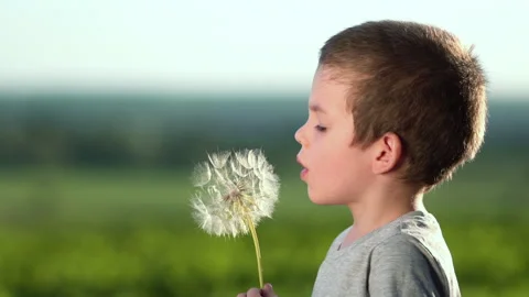 Boy blowing on big dandelion or salsify at sunset Stock Footage 133089277