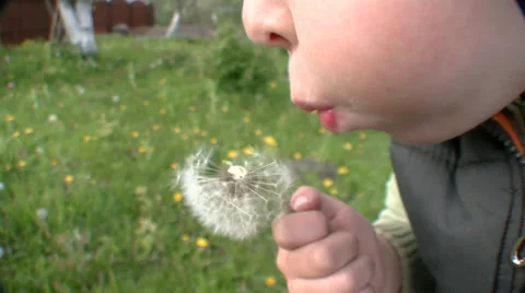 Boy blowing on a dandelion Video stock 38830108