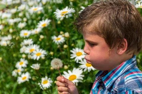 Boy blowing dandelion Stock Photos