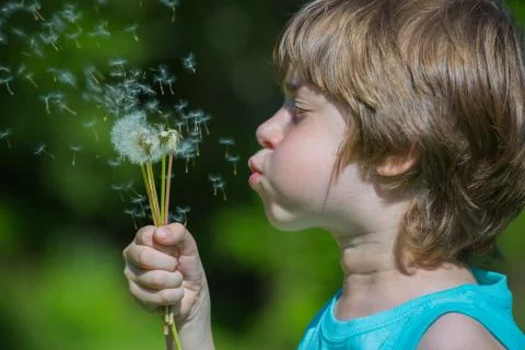 Boy blowing dandelion Stock Photos