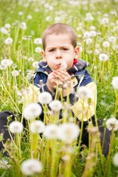 Boy blowing dandelion Stock Photos