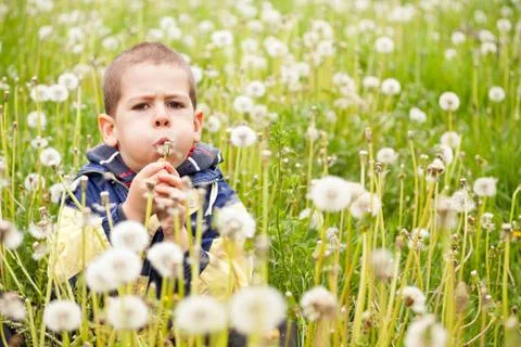 Boy blowing dandelion Stock Photos