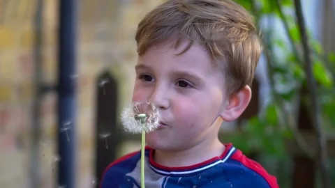 Boy Blowing Dandelion Seeds Stock Footage 80237970
