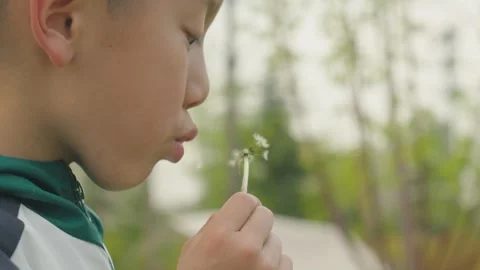 Boy Blowing Dandelion Seeds in Soft Focus Park Vidéo 339074506