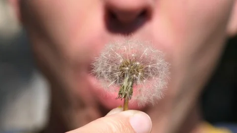 Boy Blowing a Dandelion, Slow Motion, Macro Stock Footage 128198928