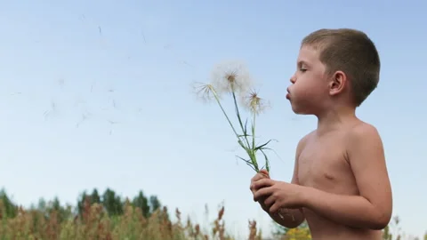 Boy blowing on huge dandelion. Powerful air exhalation. Stock Footage 287482080