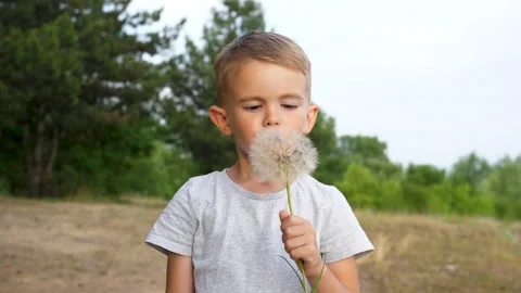 Boy blows dandelion. A large dandelion in the hands of a child. It's a hot Stock Footage 201083944