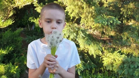 Boy blows many white dandelions in summer Stock Footage 155536097