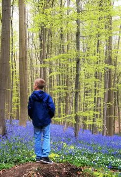 Boy in the blue forest Stock Photos