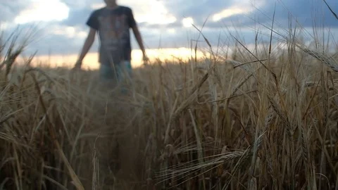A boy in a blue t-shirt with a pattern and plaid shorts is on a wheat field. Stock Footage 114507630