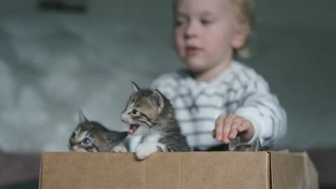 Boy with box of kittens focus on kittens 스톡 동영상 239442585