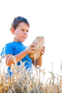 Boy with the bread over your head in the mature grain with the sun at your ba Stock Photos