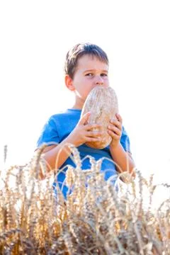 Boy with the bread over your head in the mature grain with the s Stock Photos