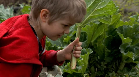 Boy breaks rhubarb in the garden Stock Footage 49926662