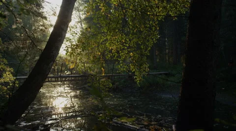 Boy is on the bridge over the forest river 스톡 동영상 69004302