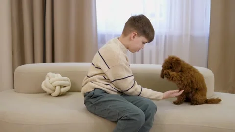 Boy with brown miniature maltipoo on sofa dog best friend's joy. Dog small best Stock Footage 262541109