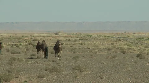 Boy with camels 動画素材 6131897