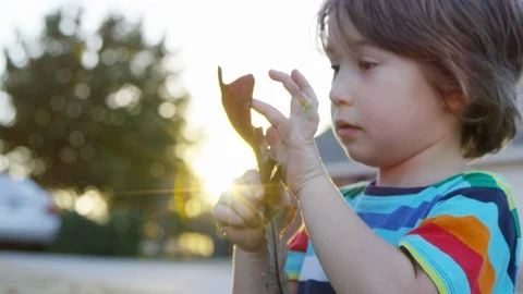 A boy carefully studies the texture of a large brown leaf at sunset Stock Footage 93894585