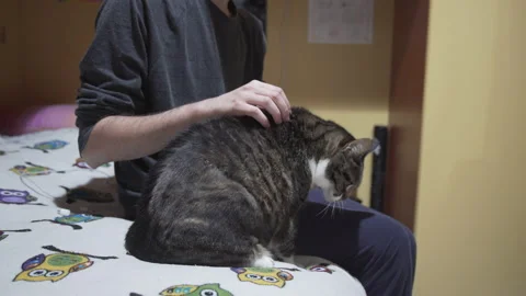 Boy caresses his cat Stock Footage 145079032