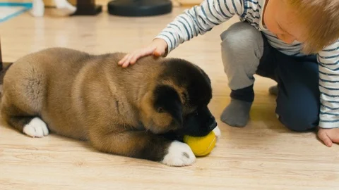 Boy caressing puppy who playing with ball Stockbeeldmateriaal 111220161