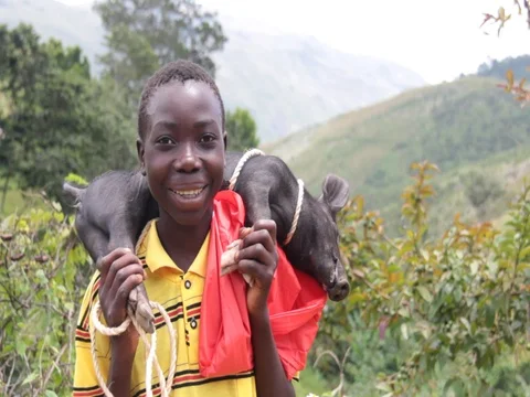 Boy Carrying Piglet Stock Footage 83763633
