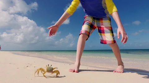 Boy catches crab at beach Stock Footage 66287000