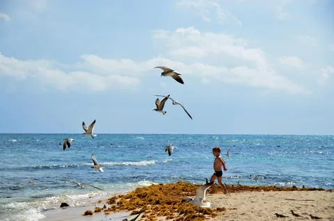 Boy chasing birds on the beach Stock Photos