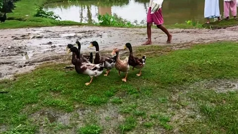 Boy Chasing Ducks Away from Pond | Bangladeshi Duck Farming Scene,Ducks in Water 動画素材 315457771