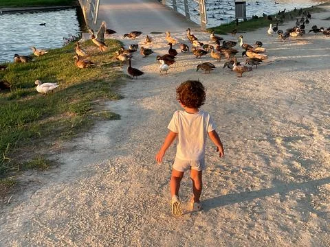 Boy chasing ducks in a park with a bridge in the background Stock Photos