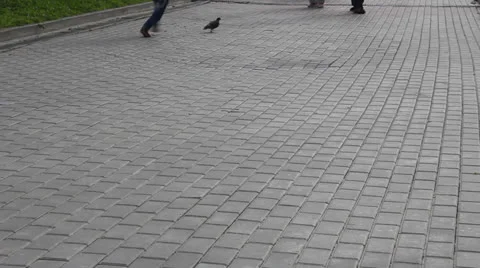 Boy Chasing pigeons Stock Footage 25006485