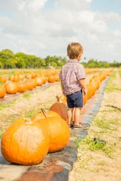 Boy Child Standing in Pumpkin Patch Harvest on a Sunny Day in the Fall Stock Photos