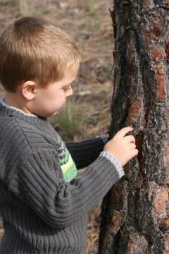 Boy chipping bark Stock Photos