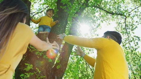 Boy climbed in a tree with parents encourage him to jump Video stock 100002972