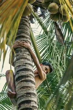 Boy climbing a coconut tree surrounded by dense tropical foliage Stock Photos