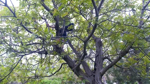 Boy is climbing on huge tree in city park, child playing outdoor activity. Stock Footage 119014991