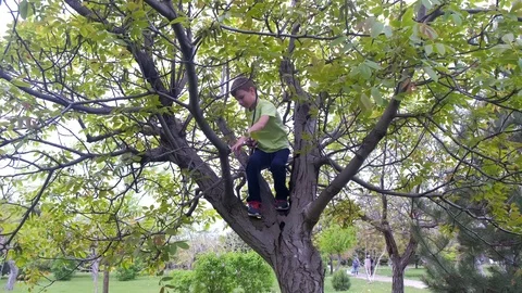 Boy is climbing on huge tree in city park, child playing outdoor activity. Video stock 119016483