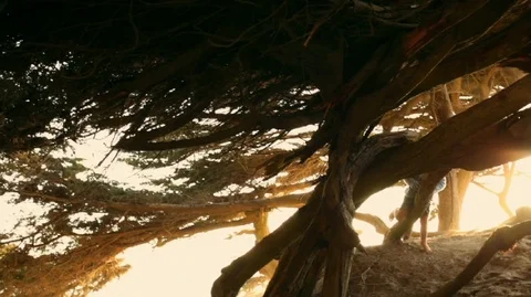 Boy climbing out of tree. Vidéo 88342820