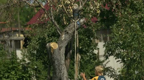 Boy climbing tree Stock Footage 11817770