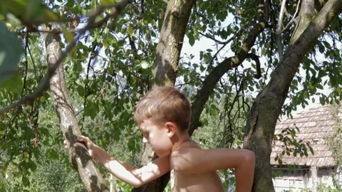 Boy climbing a tree Stock Footage 80765591