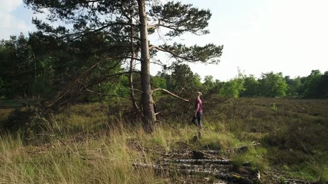 Boy climbing in a tree Stock Footage 295320617