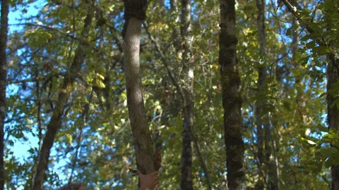 Boy Climbing a Tree in the Middle of a Forest Stock Footage 95938947