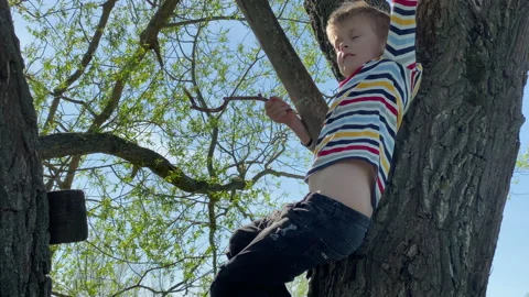 A boy climbs on a big tree in spring time Stock Footage 130173651