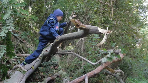 The boy climbs on the tree Vídeos de archivo 105541730
