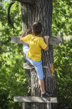 A boy climbs a tree in the forest in summer Stock Photos