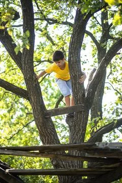A boy climbs a tree in the forest in summer Stock Photos