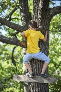 A boy climbs a tree in a park during the day Stock Photos