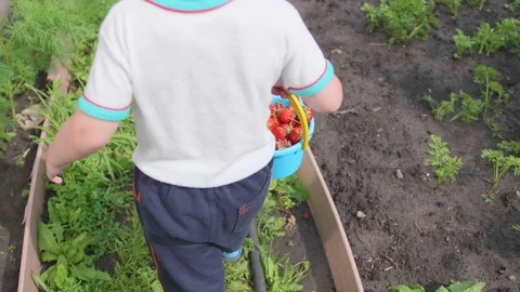 The boy collected red ripe berries in the garden. The child goes with a full Vidéo 91820876
